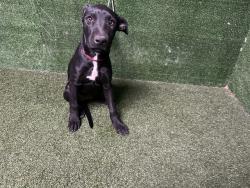 Shelter Stray Female Dog last seen , 5210 W Ave I, Lancaster, CA 93536, USA