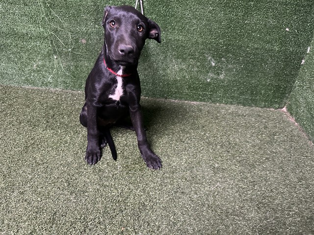 Shelter Stray Female Dog last seen , 5210 W Ave I, Lancaster, CA 93536, USA