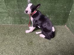 Shelter Stray Male Dog last seen , 5210 W Ave I, Lancaster, CA 93536, USA
