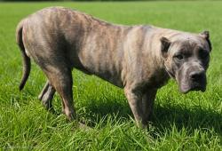 Shelter Stray Male Dog last seen , 5210 W Ave I, Lancaster, CA 93536, USA