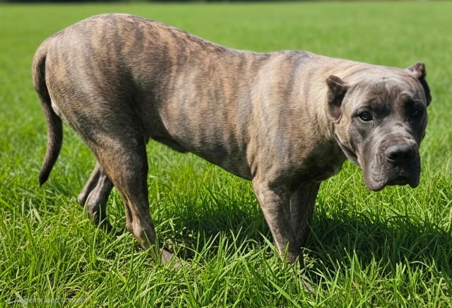 Shelter Stray Male Dog last seen , 5210 W Ave I, Lancaster, CA 93536, USA