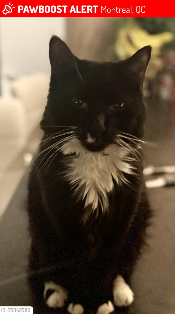 Lost Male Cat last seen Voir en haut de la rue Aird et de la rue Sicard, Montreal, QC 