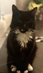 Lost Male Cat last seen Voir en haut de la rue Aird et de la rue Sicard, Montreal, QC 