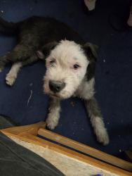 Found/Stray Male Dog last seen Judaon and toiyabe 89156, Sunrise Manor, NV 89156