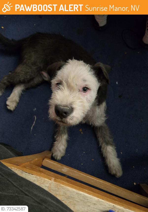 Found/Stray Male Dog last seen Judaon and toiyabe 89156, Sunrise Manor, NV 89156