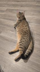 Lost Male Cat last seen Stuebner Hills Dr, Houston, TX 77068