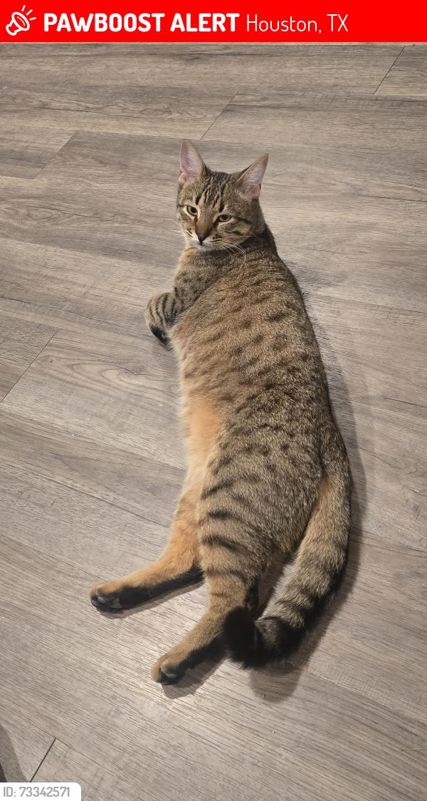 Lost Male Cat last seen Stuebner Hills Dr, Houston, TX 77068