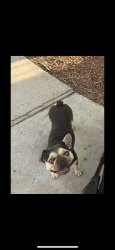 Lost Male Dog last seen Coors and gun club area, Albuquerque, NM 87121