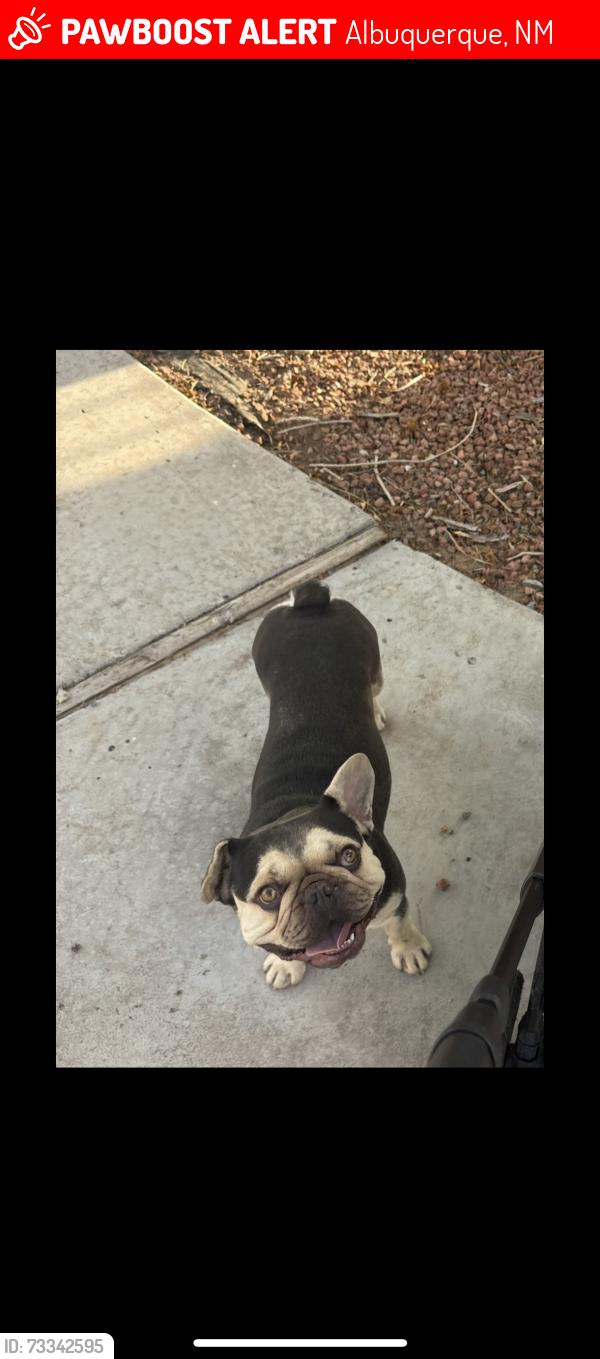 Lost Male Dog last seen Coors and gun club area, Albuquerque, NM 87121