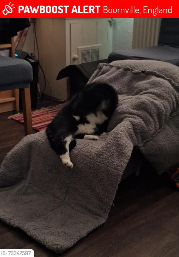 Lost Female Cat last seen Cadburys, Bournville, England 