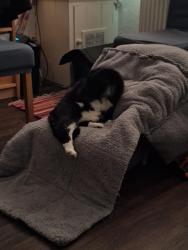 Lost Female Cat last seen Cadburys, Bournville, England 