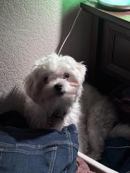 Lost Male Dog last seen Hackett rd ceres ca, Ceres, CA 95358