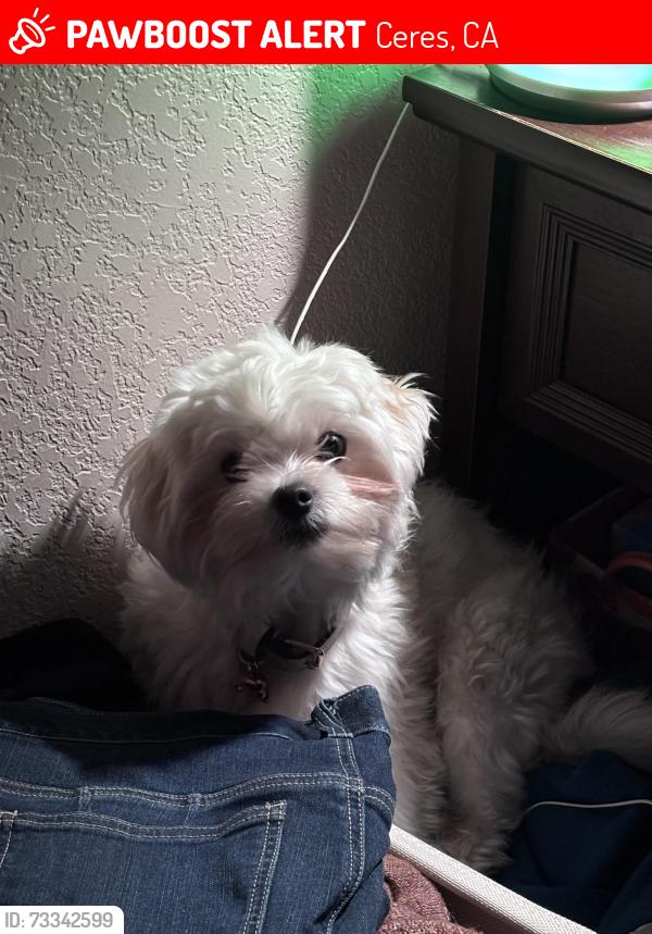 Lost Male Dog last seen Hackett rd ceres ca, Ceres, CA 95358