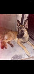 Found/Stray Male Dog last seen Medical center, San Bernardino, CA 92411