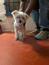 Found/Stray Male Dog last seen 1st St and Fairmount Blvd, Riverside, CA 92501