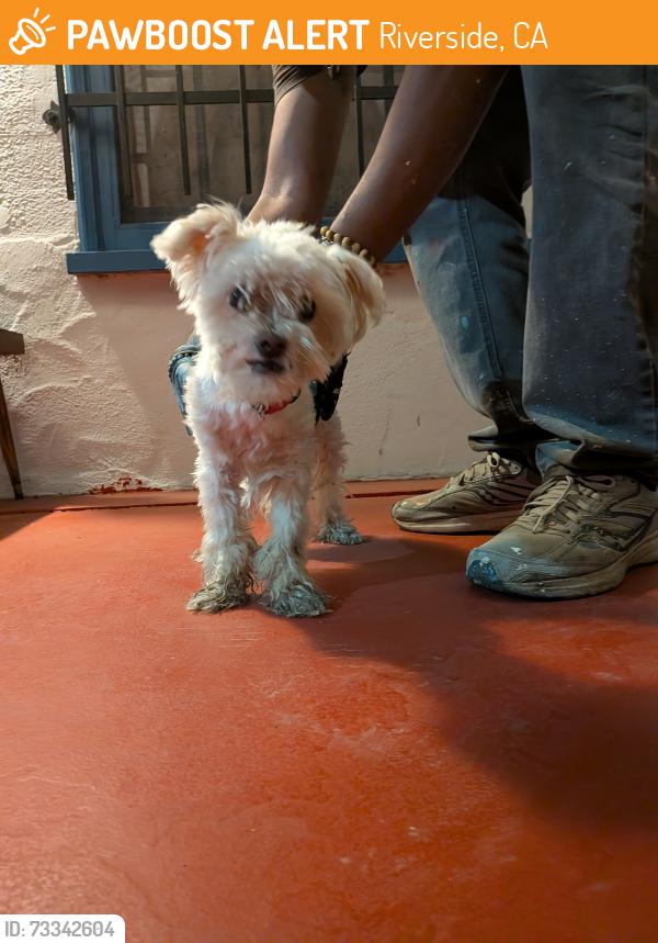 Found/Stray Male Dog last seen 1st St and Fairmount Blvd, Riverside, CA 92501