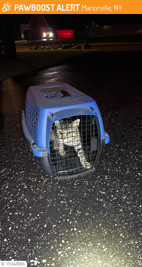 Found/Stray Unknown Cat last seen Moriches middle island road, Manorville, NY 11950