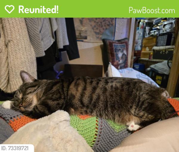 Reunited Female Cat last seen NW 2nd and Maryland St, Amarillo, TX 79106