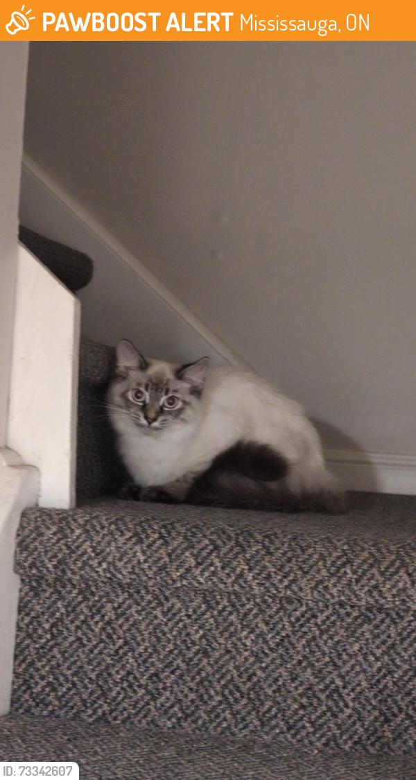 Found/Stray Male Cat last seen Rathburn corner Creditview, Mississauga, ON 