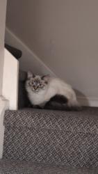 Found/Stray Male Cat last seen Rathburn corner Creditview, Mississauga, ON 