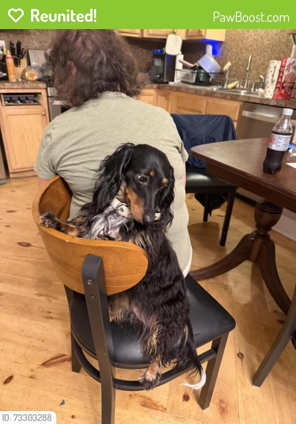 Reunited Female Dog last seen Cohen hill road, Johns Island, SC 29455