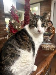 Lost Male Cat last seen Near S. Mast Street, Goffstown, NH, Goffstown, NH 03045