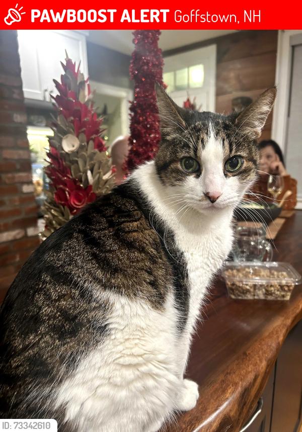 Lost Male Cat last seen Near S. Mast Street, Goffstown, NH, Goffstown, NH 03045