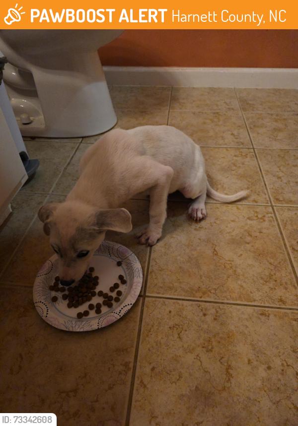 Found/Stray Female Dog last seen Nc hwy 27, Harnett County, NC 28368
