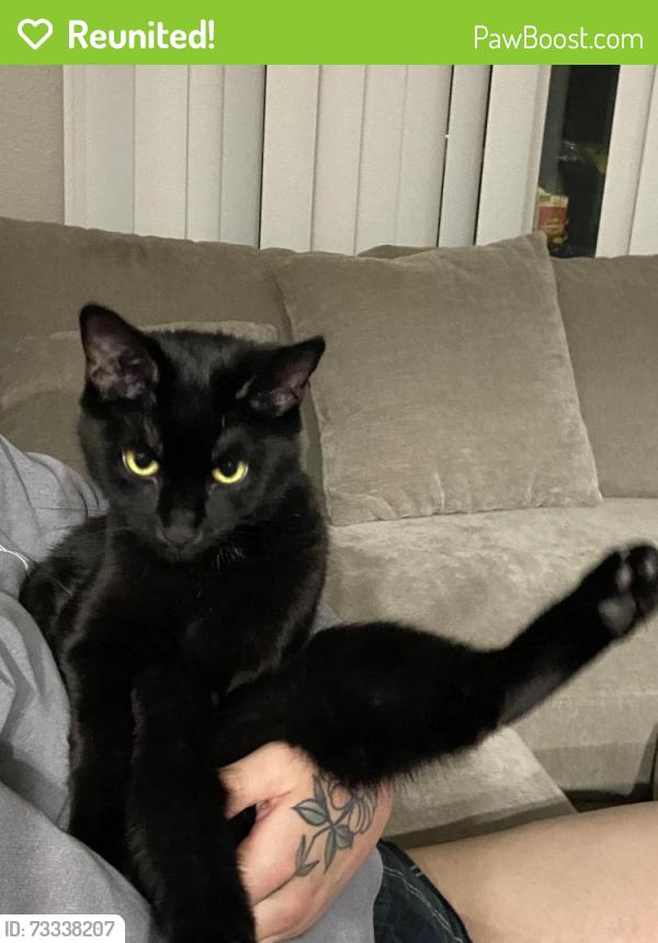Reunited Female Cat last seen Ellmar oaks drive, Waterford park apmts, San Jose, CA 95136