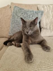 Lost Female Cat last seen Wilderness Road, Earley, England 