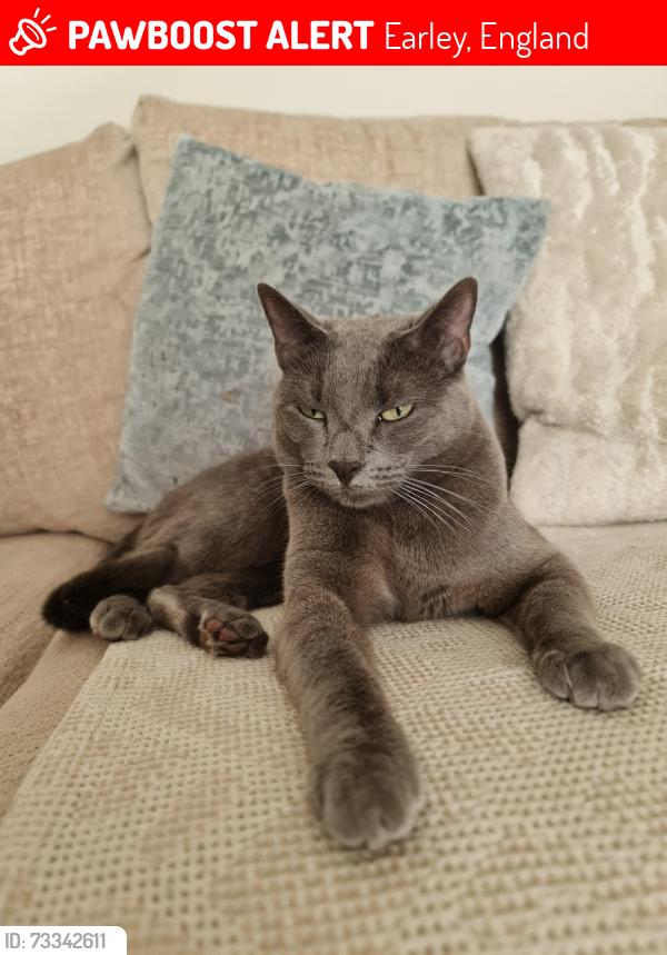 Lost Female Cat last seen Wilderness Road, Earley, England 
