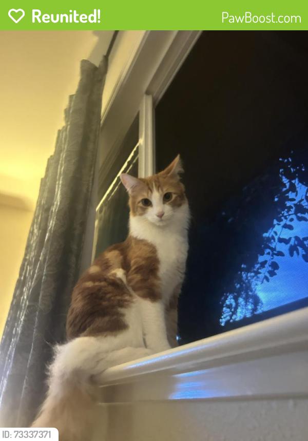 Reunited Male Cat last seen On el dori drive, San Jose, CA 95123