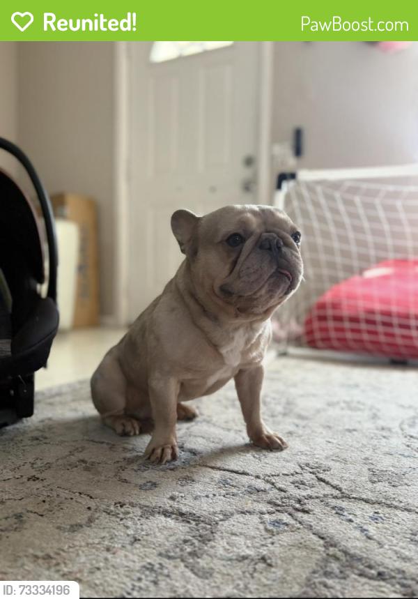 Reunited Male Dog last seen 4th street and w hamilton, near raspados rubens, El Centro, CA 92243
