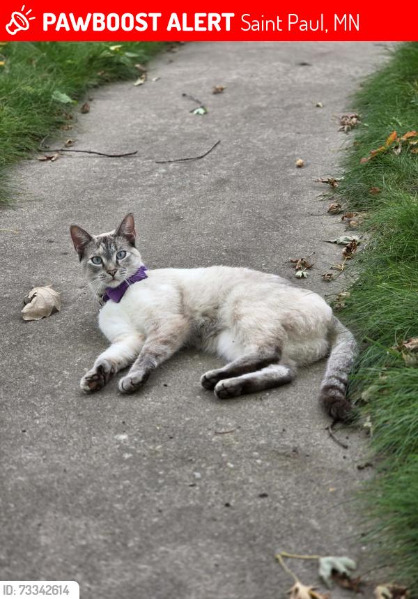 Lost Female Cat last seen Eustis and Carter, Saint Paul, MN 55104