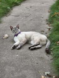 Lost Female Cat last seen Eustis and Carter, Saint Paul, MN 55104