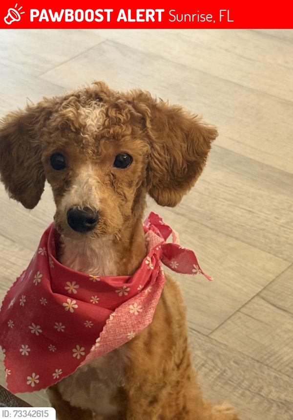 Lost Female Dog last seen 60th st & nw 17th place, Sunrise, FL 33313