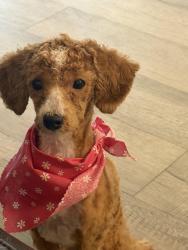 Lost Female Dog last seen 60th st & nw 17th place, Sunrise, FL 33313
