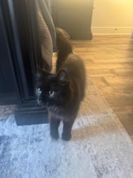 Lost Male Cat last seen Between Lewisburg and hwy 319, Lonoke County, AR 72007