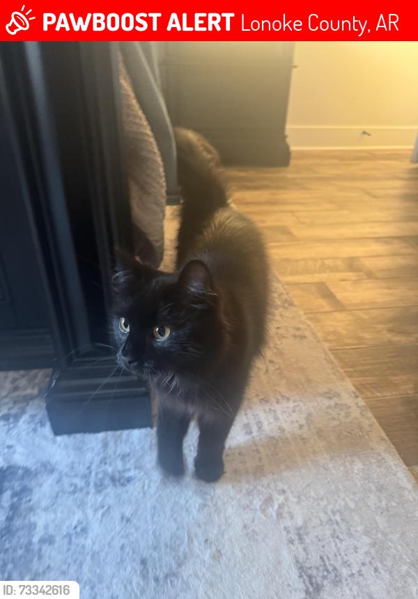 Lost Male Cat last seen Between Lewisburg and hwy 319, Lonoke County, AR 72007