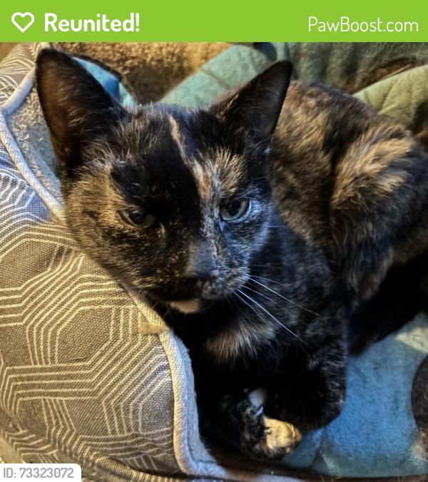 Reunited Female Cat last seen Welbourne Lane and Millstream Drive, Crozet, VA 22932
