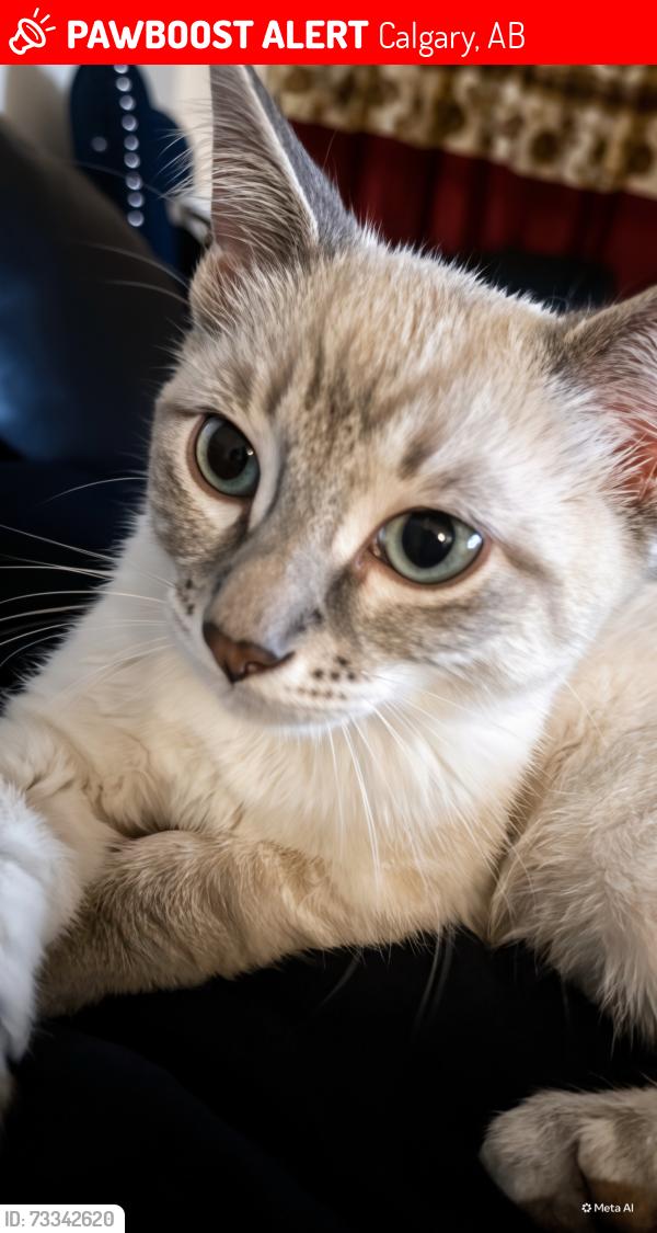 Lost Male Cat last seen 68th Avenue Center Street NE, Calgary, AB 