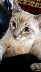 Lost Male Cat last seen 68th Avenue Center Street NE, Calgary, AB 