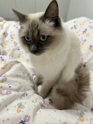 Reunited Male Cat last seen Tucker Rd, Bentleigh East, VIC 3165