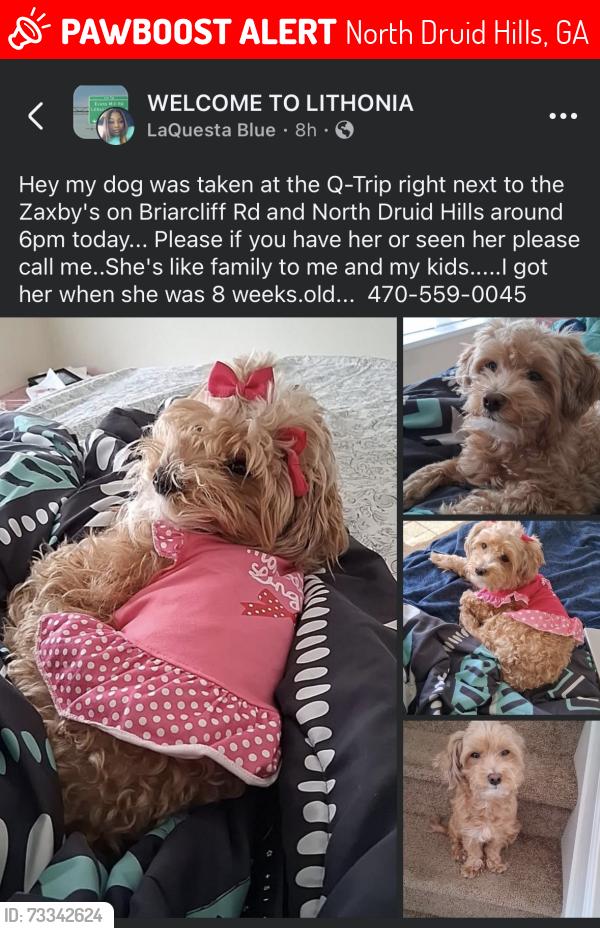 Lost Female Dog last seen Briar cliff and North Druid hills, North Druid Hills, GA 30329