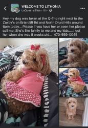 Lost Female Dog last seen Briar cliff and North Druid hills, North Druid Hills, GA 30329