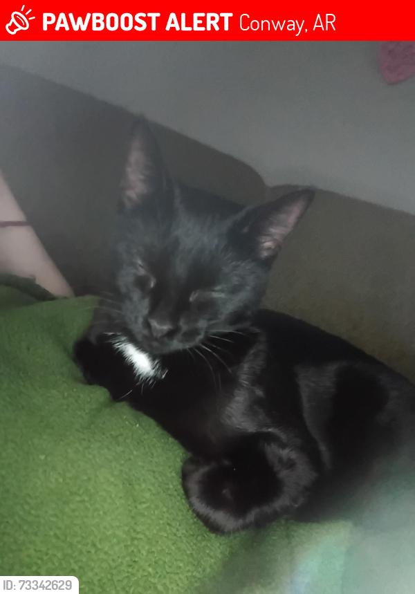 Lost Female Cat last seen S Mitchell or henry st, Conway, AR 72034