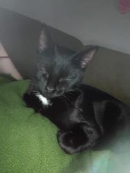 Lost Female Cat last seen S Mitchell or henry st, Conway, AR 72034