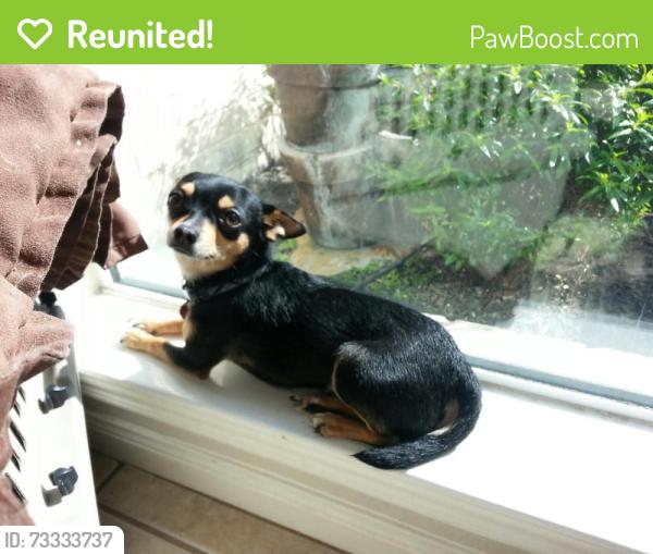 Reunited Male Dog last seen he may have headed towards the Marwood Village, Woodedge, or Tallowood subdivision nearby., Houston, TX 77070