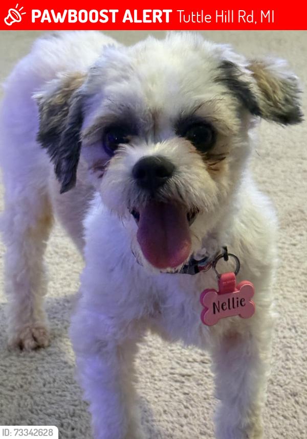 Lost Female Dog last seen Tuttle Hill & Textile, Ypsilanti Township, MI 48197