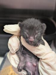 Shelter Stray Female Cat last seen Bexar County, 3353 Morningside Dr, New Braunfels, TX 78132, USA